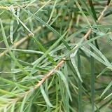 自由が丘のエステ＆アロマ・サロン、アロママッサージ、リンパドレナージュ、フェイシャル｜目黒、エフェクティブタッチ